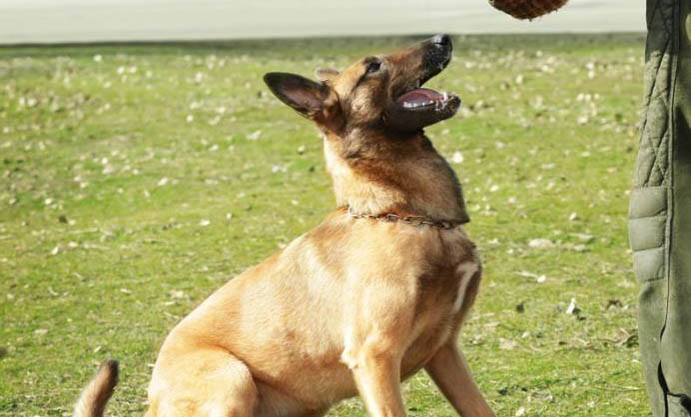 如何簡單訓練馬犬