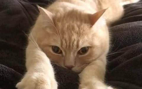 如何飼養(yǎng)一個月的小貓