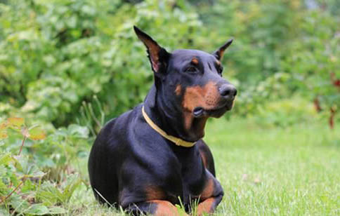 杜賓犬介紹