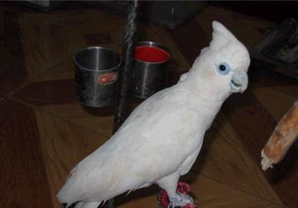 玄鳳鸚鵡能活多久