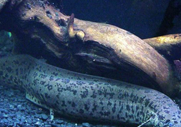 接吻魚會咬其他魚嗎
