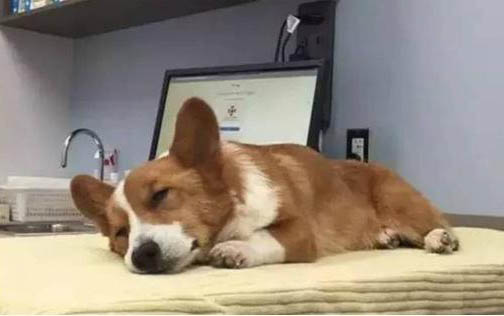 狗狗肝炎輸液多久能好