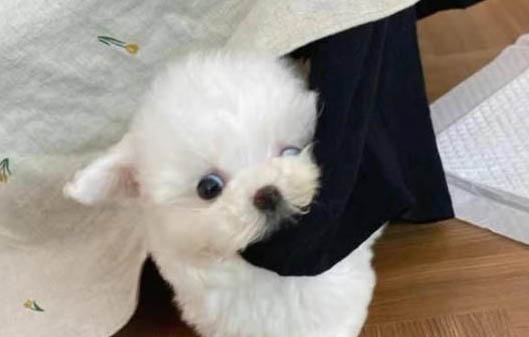 小狗晚上老是打噴嚏怎么回事