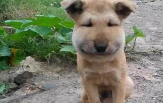 狗能不能吃鴨肉?