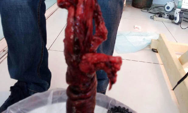 狗狗拉血為什么要禁食兩天啊