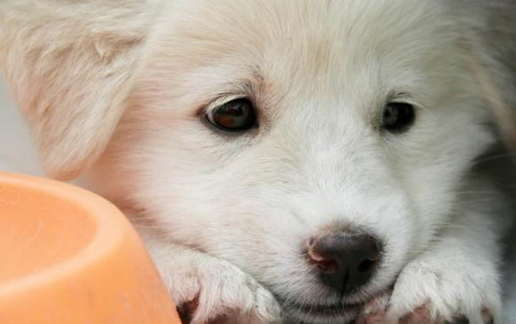 狗狗身上有紅點結痂是黑色的是怎么回事