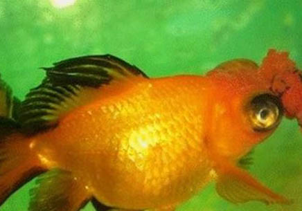 孔雀魚一次能生多少小魚生多久