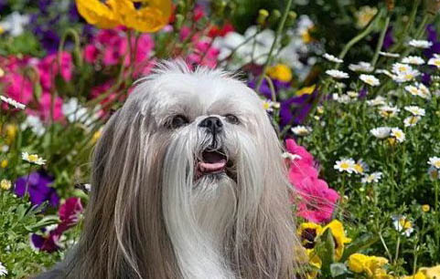 西施犬需要剃毛嗎?