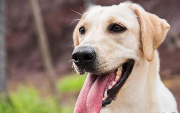 棉花面紗犬哪里有賣
