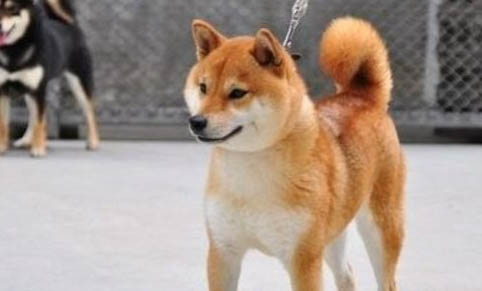 小柴犬優缺點