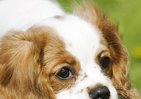 田野小獵犬心跳很快呼吸急促