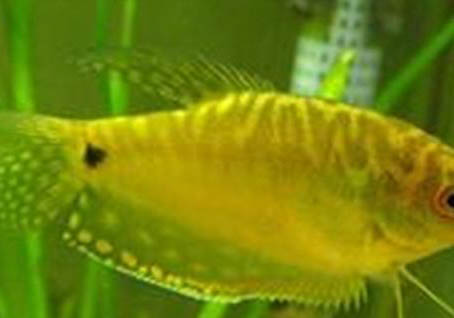 怎么給曼龍魚換水