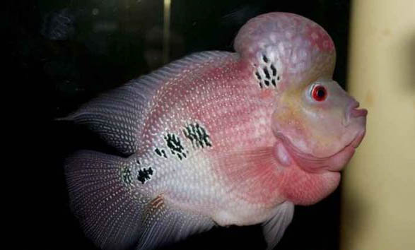 羅漢魚不愛游動怎么處理
