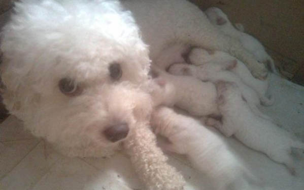 比熊犬怎樣算是正確洗澡