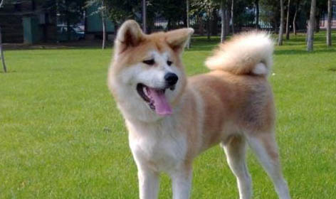 秋田犬和柴犬哪個貴