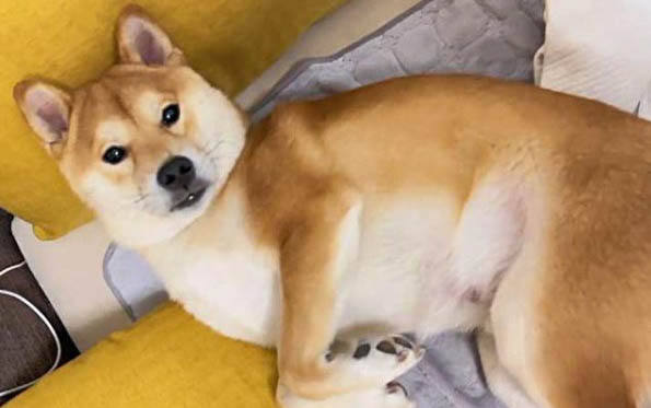 狗狗驅蟲藥間隔多久