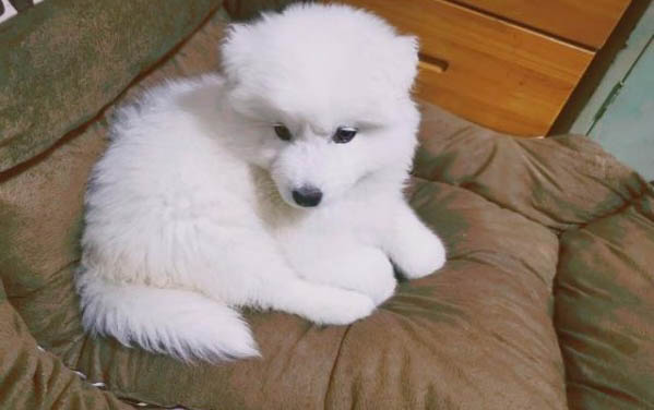 狗狗受內傷去世前兆