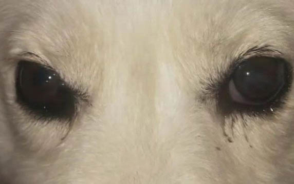 狗狗驅蟲后不吃飯