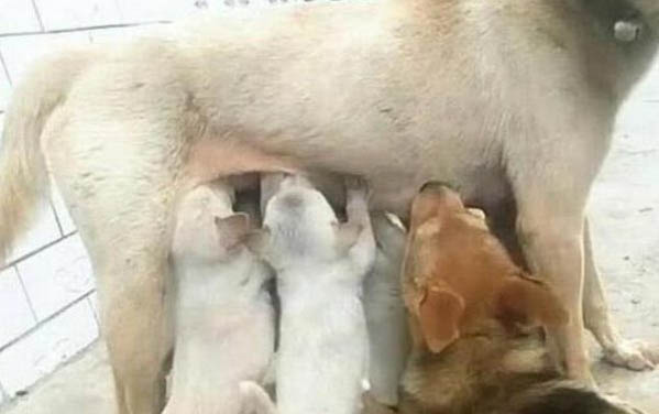 母狗要不要絕育