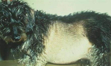 純種中國冠毛犬價(jià)格