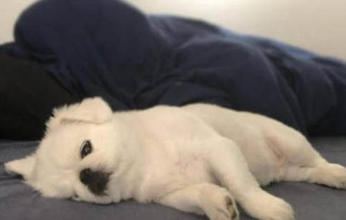 狗狗骨折后多久可以恢復