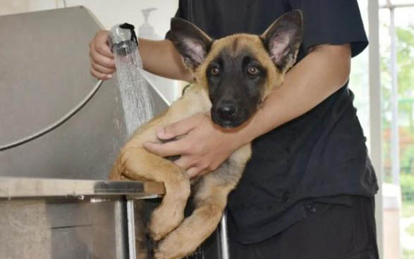 中國十大警犬品種都有哪些