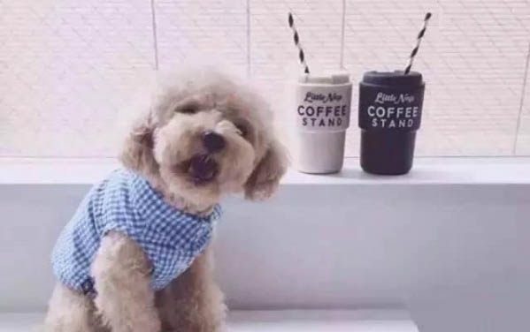 狗狗得了細小有什么癥狀?