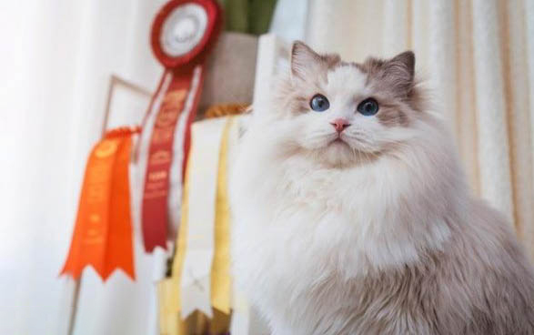 布偶貓尷尬期尖嘴猴腮正常嗎