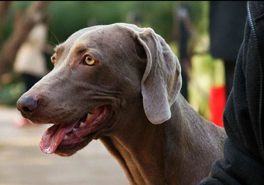 尋血獵犬流眼淚眼屎多的原因及處理方法