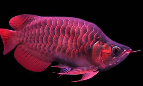 龍魚疾病治療心得