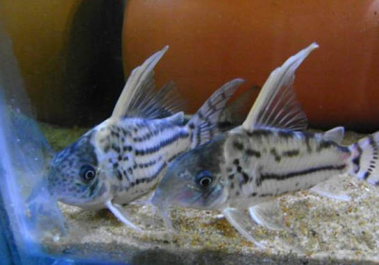 鼠魚多久繁殖一次