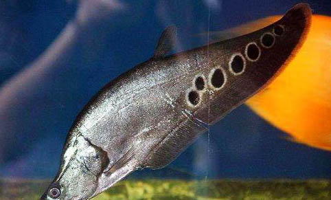 瓷缸養(yǎng)魚過濾器選什么樣的?