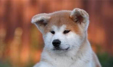 秋田犬為什么被禁養?