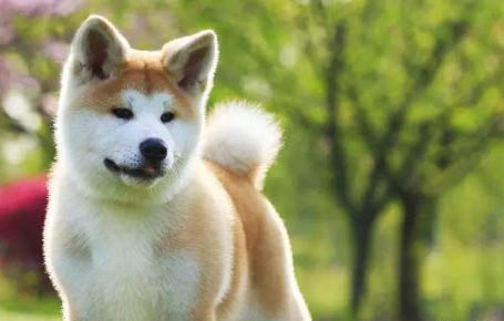 犬瘟狗用過的碗可以給貓用嗎