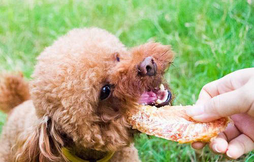 泰迪幼犬喂食情況
