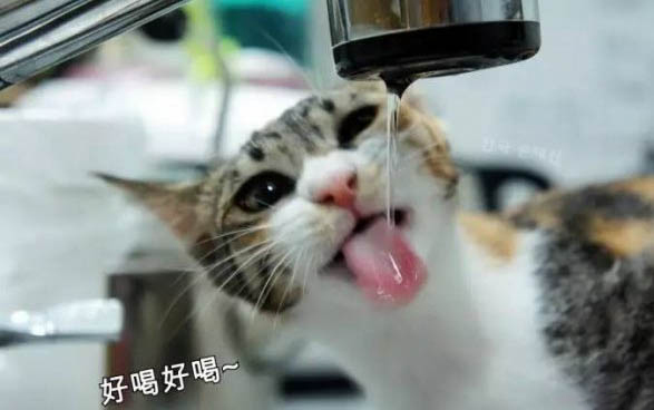 貓偶爾吃狗糧會有什么影響嗎