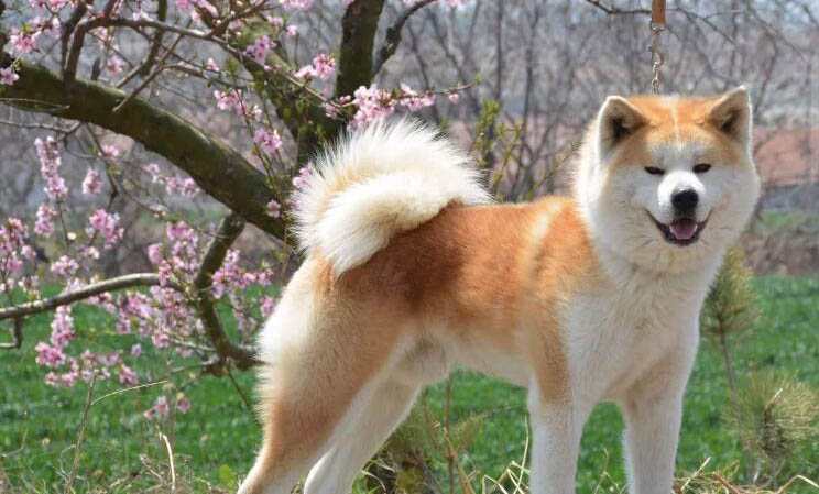 柴犬和秋田犬的區(qū)別是什么
