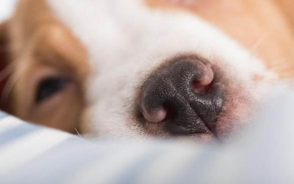 高加索犬養起來危險嗎