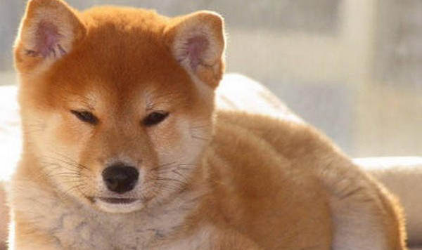 柴犬和秋田的區別有哪些