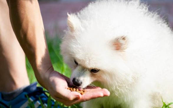 棉花面紗犬哪里有賣