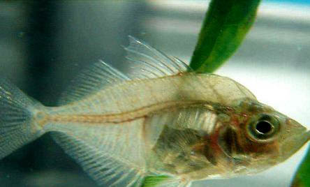 玻璃貓魚好養嗎？