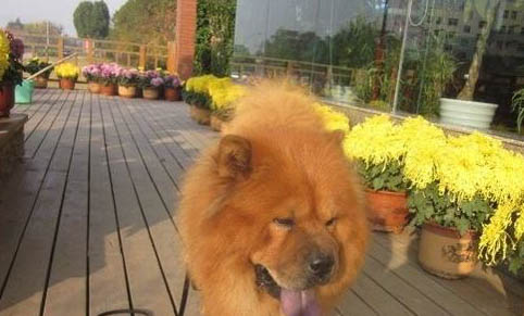棉花面紗犬哪里有賣