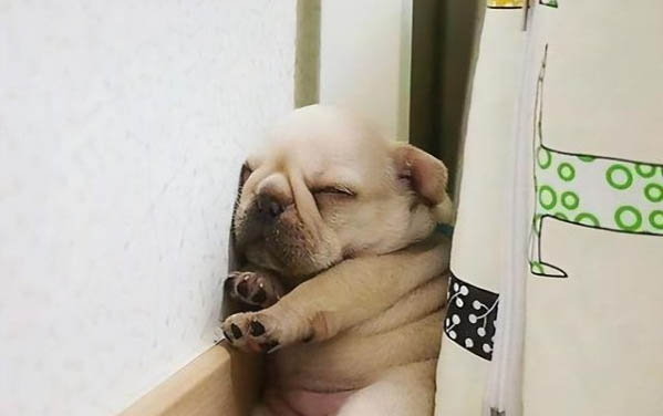 狗狗吐綠色液體不吃飯沒精神