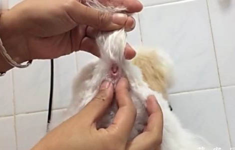 狗狗洗完澡多久體外驅蟲