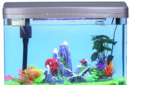 斑馬魚和什么魚可以一起養