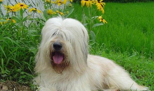 古牧犬掉毛厲害嗎