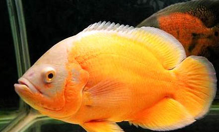 地圖魚長得快嗎