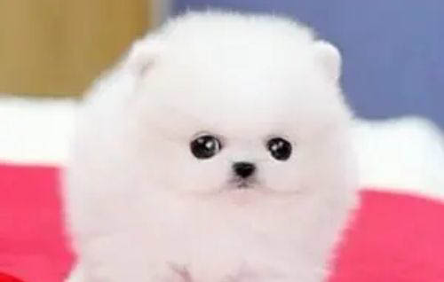 博美多久洗一次澡