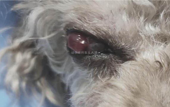 狗狗睪丸炎是什么原因引起的