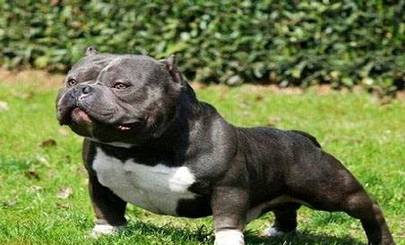 惡霸犬1000左右可以買到嗎